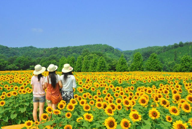 🌷 세라 고원 농장(세라코겐노조) 이미지 11